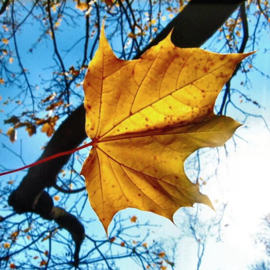 PRESENTACIÓN "Imagen institucional de Funeraria Otoñal Sur con una hoja de otoño en primer plano, representando el ciclo de la vida. Diseño sobrio con logotipo y lema de la empresa."